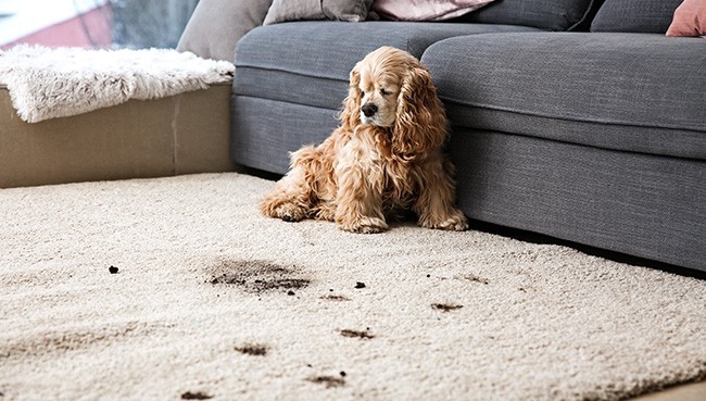 Funny dog and its dirty trails on carpet | Sterling Carpet & Flooring