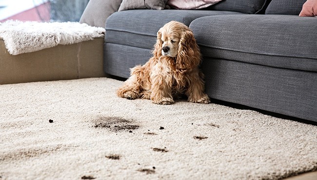 Rug Repair - When You Have a Rug Chewed by a Dog - Khazai Rug