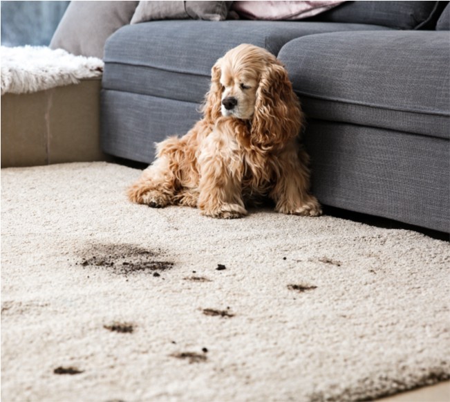 Carpet cleaning | Sterling Carpet & Flooring